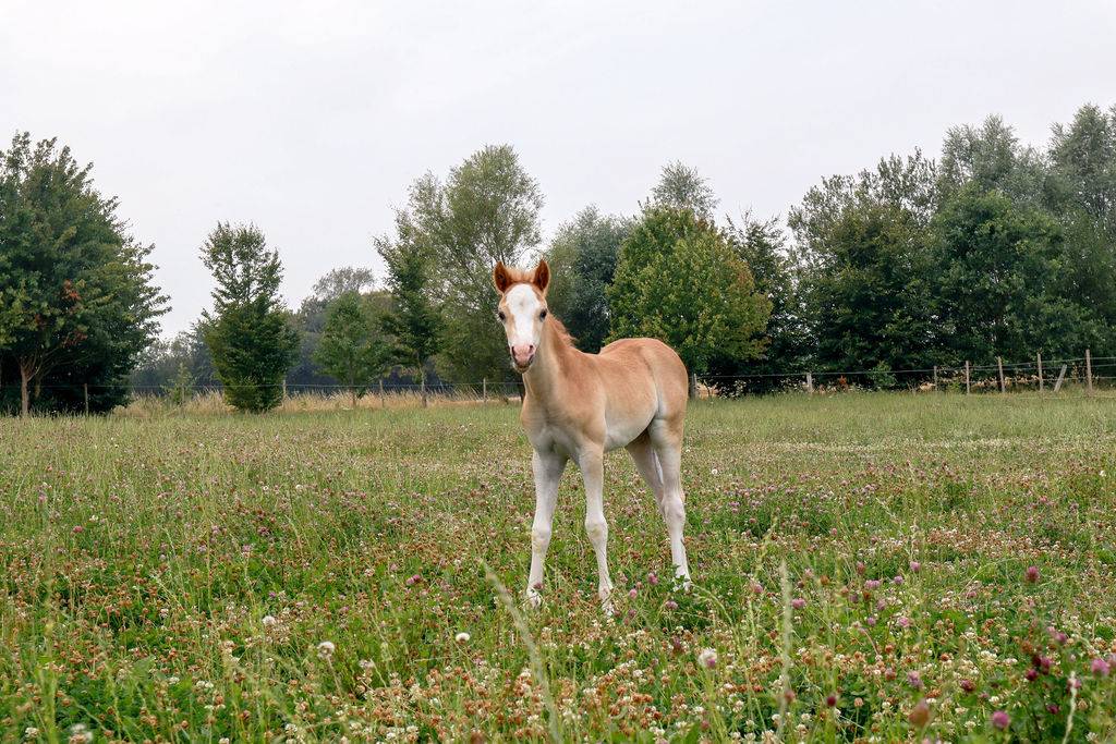Filly Welsh Part Bred For sale 2026 Chesnut