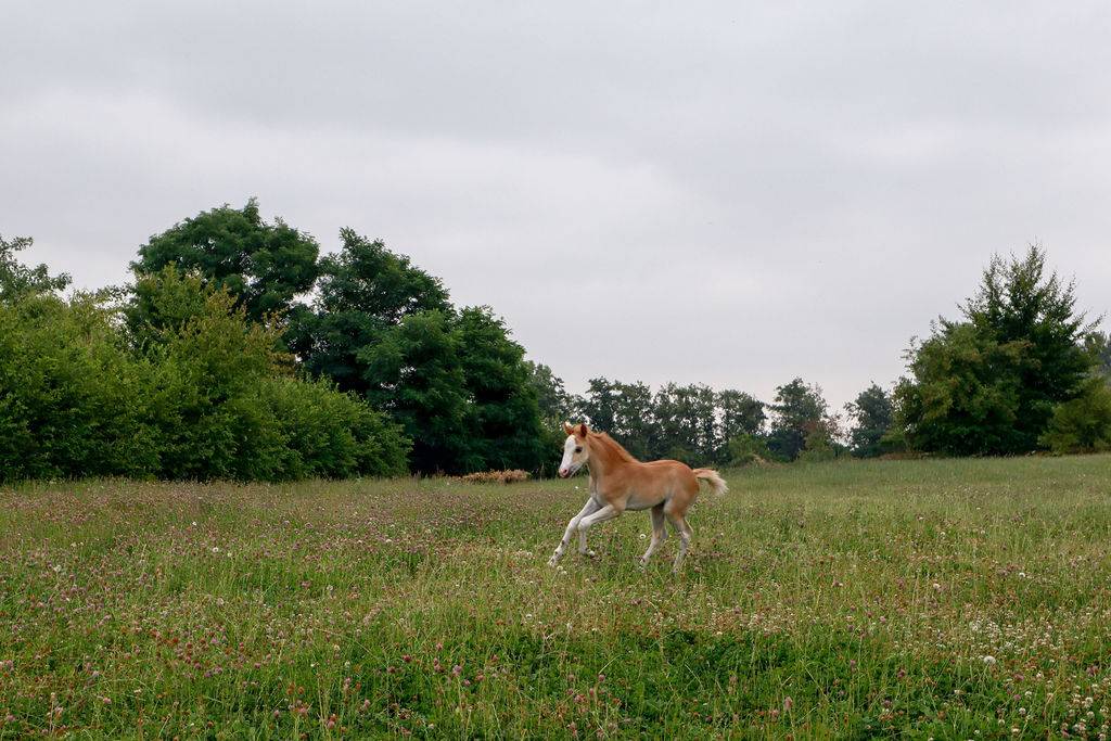 Filly Welsh Part Bred For sale 2026 Chesnut