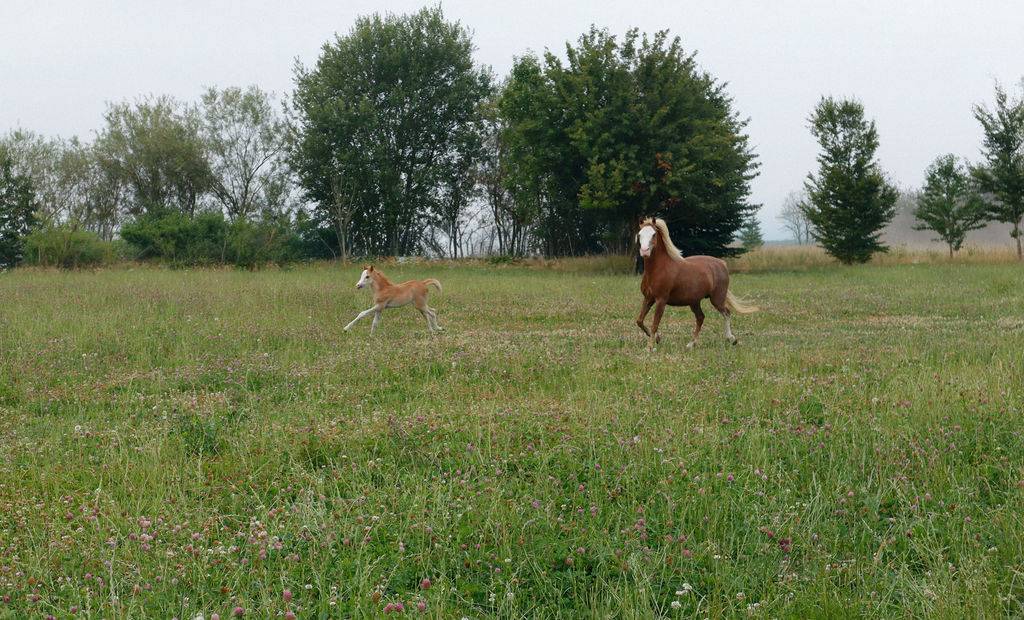Filly Welsh Part Bred For sale 2026 Chesnut