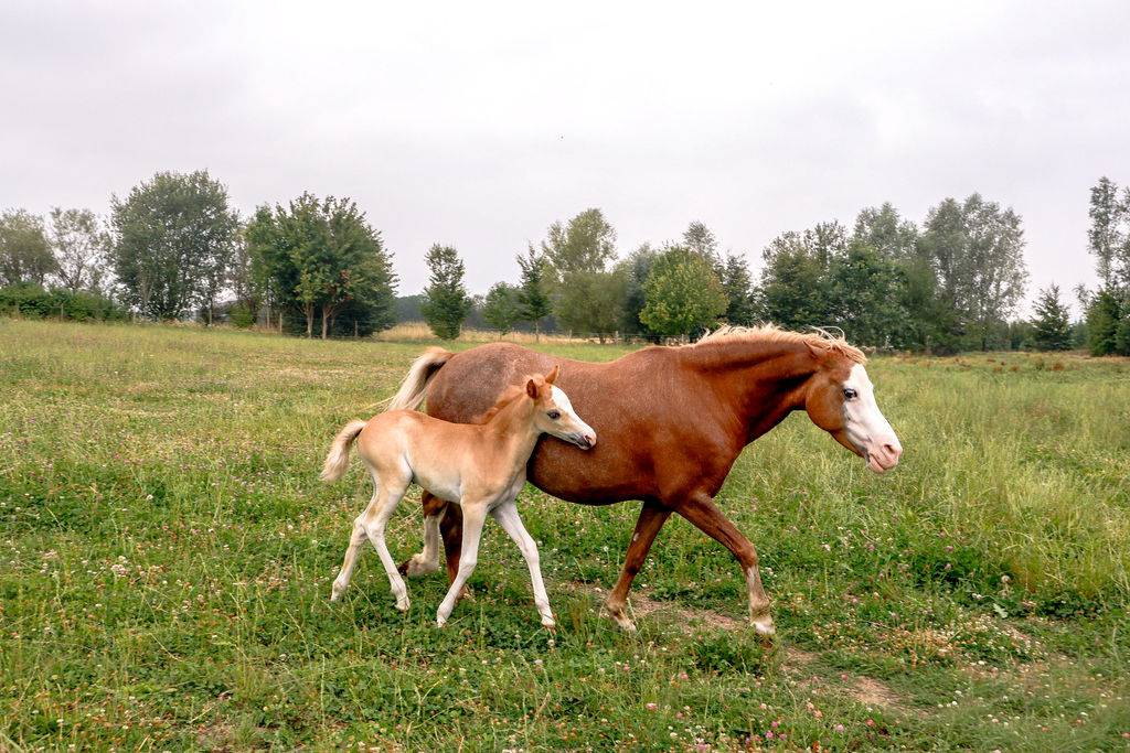 Filly Welsh Part Bred For sale 2026 Chesnut
