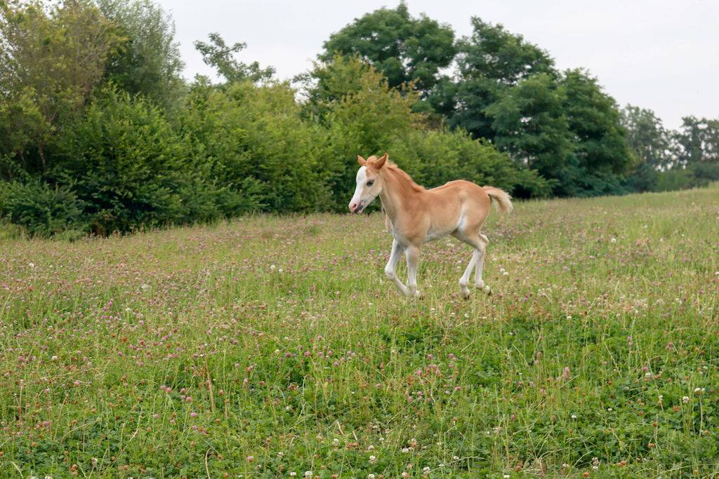 Filly Welsh Part Bred For sale 2026 Chesnut