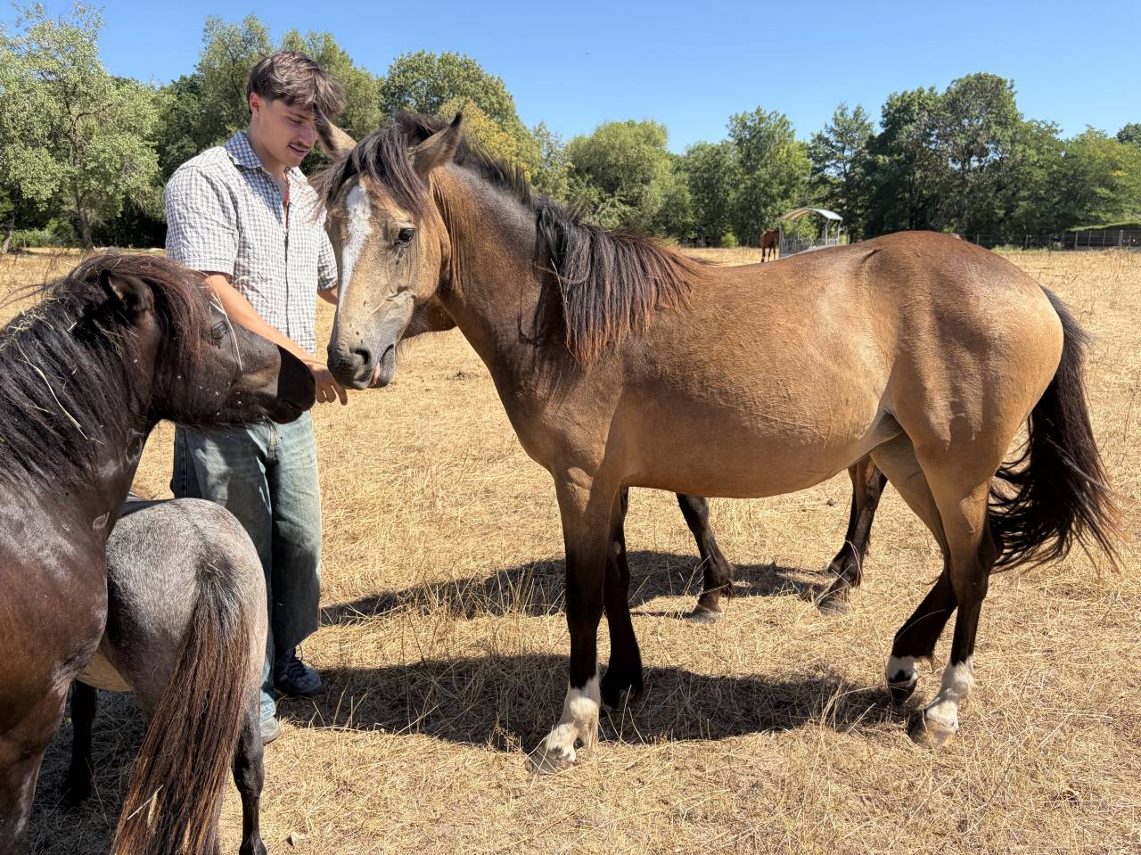 Gelding French Saddle Pony For sale 2025 Buckskin