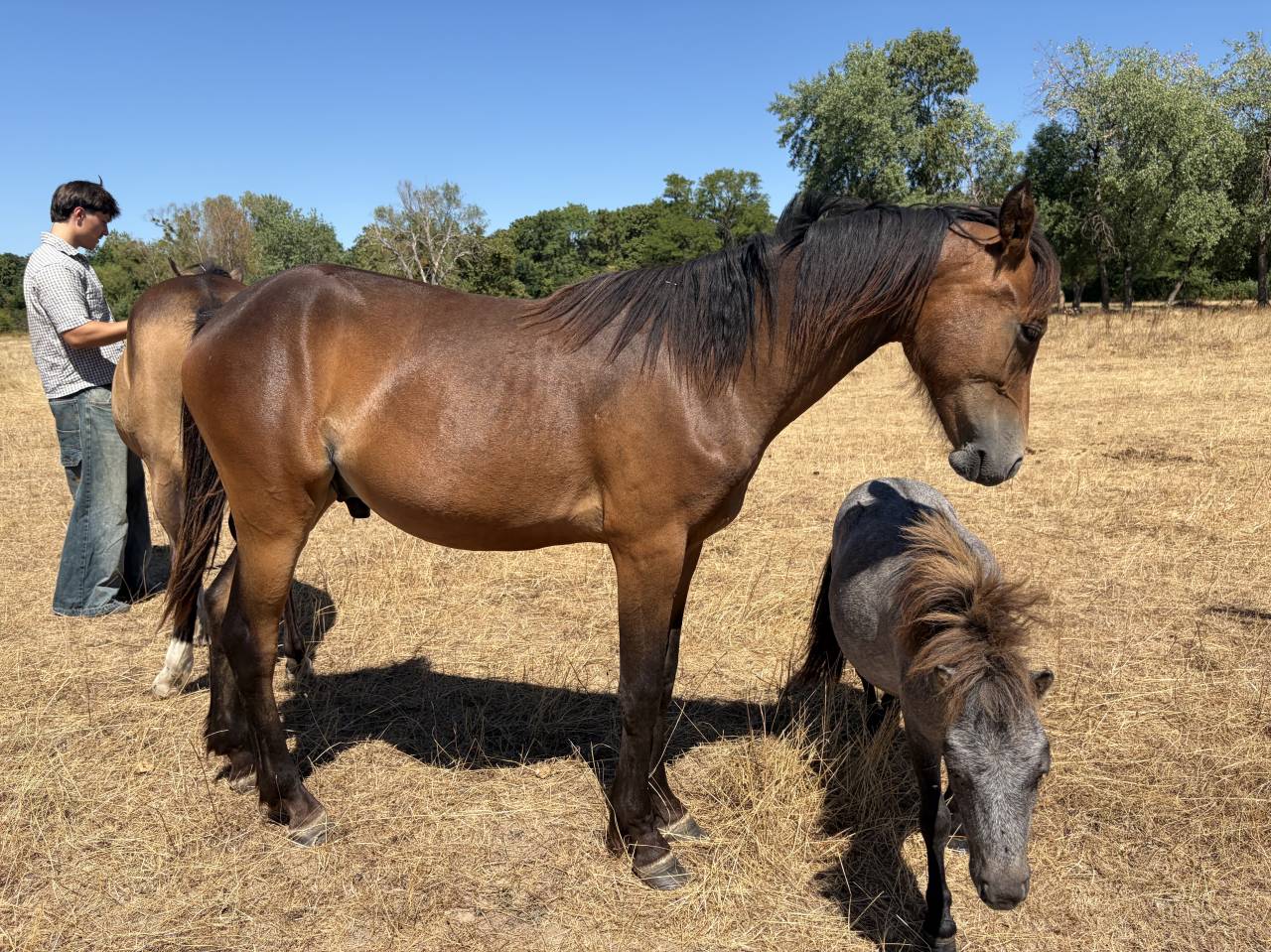 Gelding French Saddle Pony For sale 2025 Buckskin