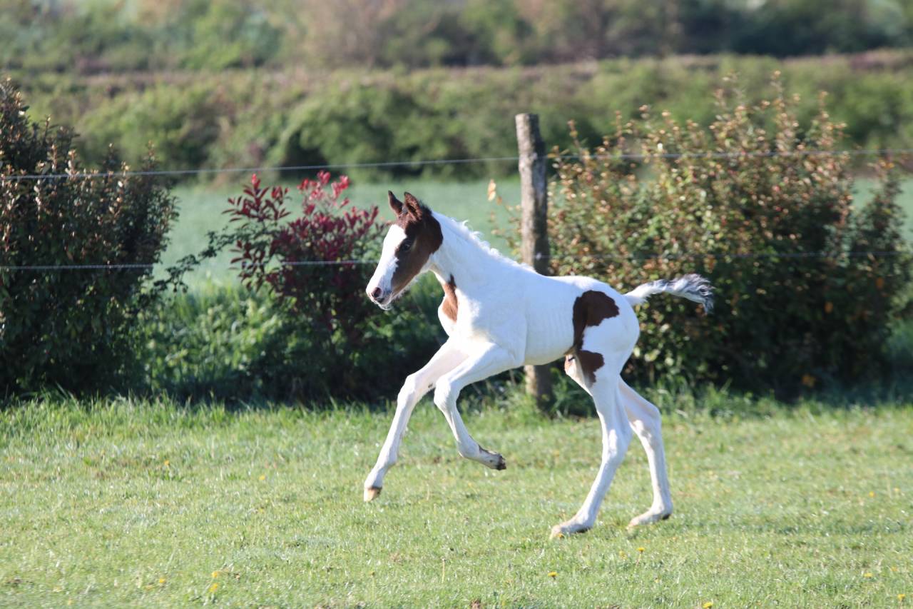 Entire Origin Recorded For sale 2026 Tobiano