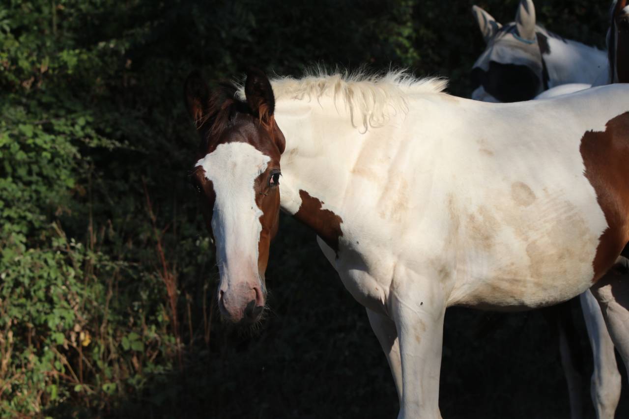 Entire Origin Recorded For sale 2026 Tobiano