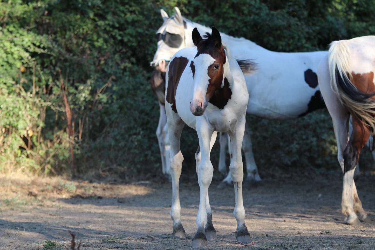 Entire Origin Recorded For sale 2026 Tobiano