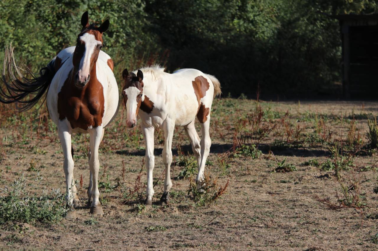 Entire Origin Recorded For sale 2026 Tobiano