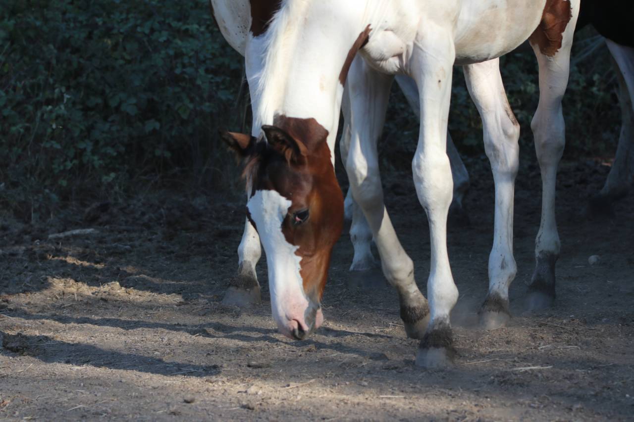 Entire Origin Recorded For sale 2026 Tobiano