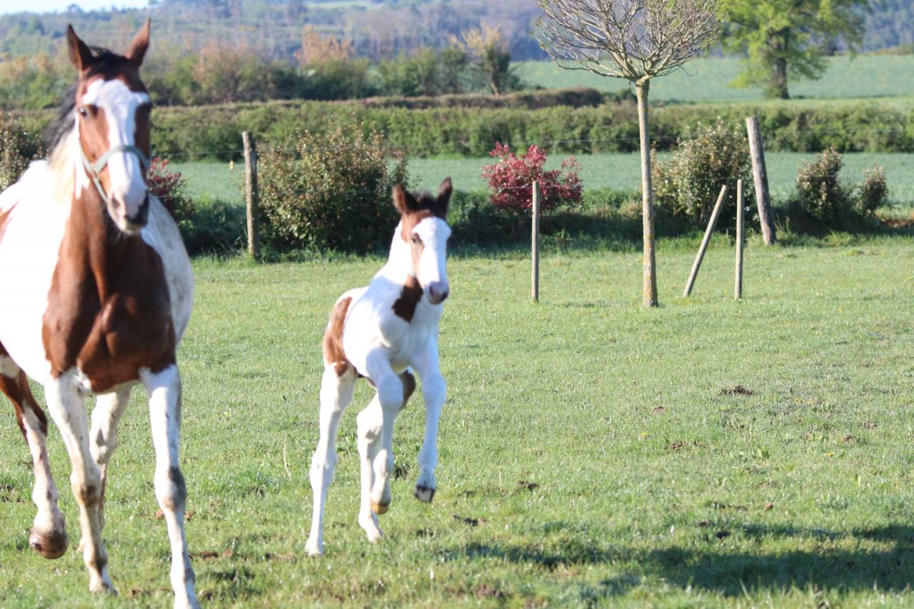 Entire Origin Recorded For sale 2026 Tobiano