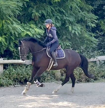 Mare KWPN Dutch Warmblood For sale 2018 Black