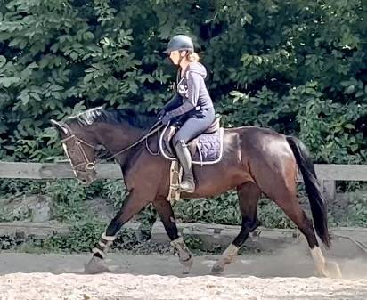 Mare KWPN Dutch Warmblood For sale 2018 Black