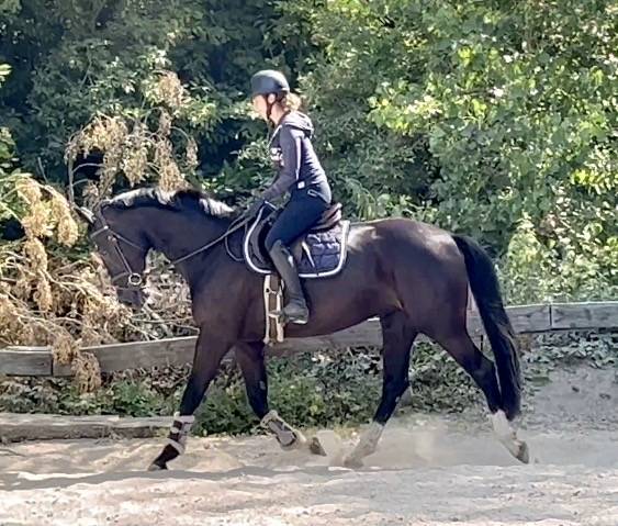 Mare KWPN Dutch Warmblood For sale 2018 Black