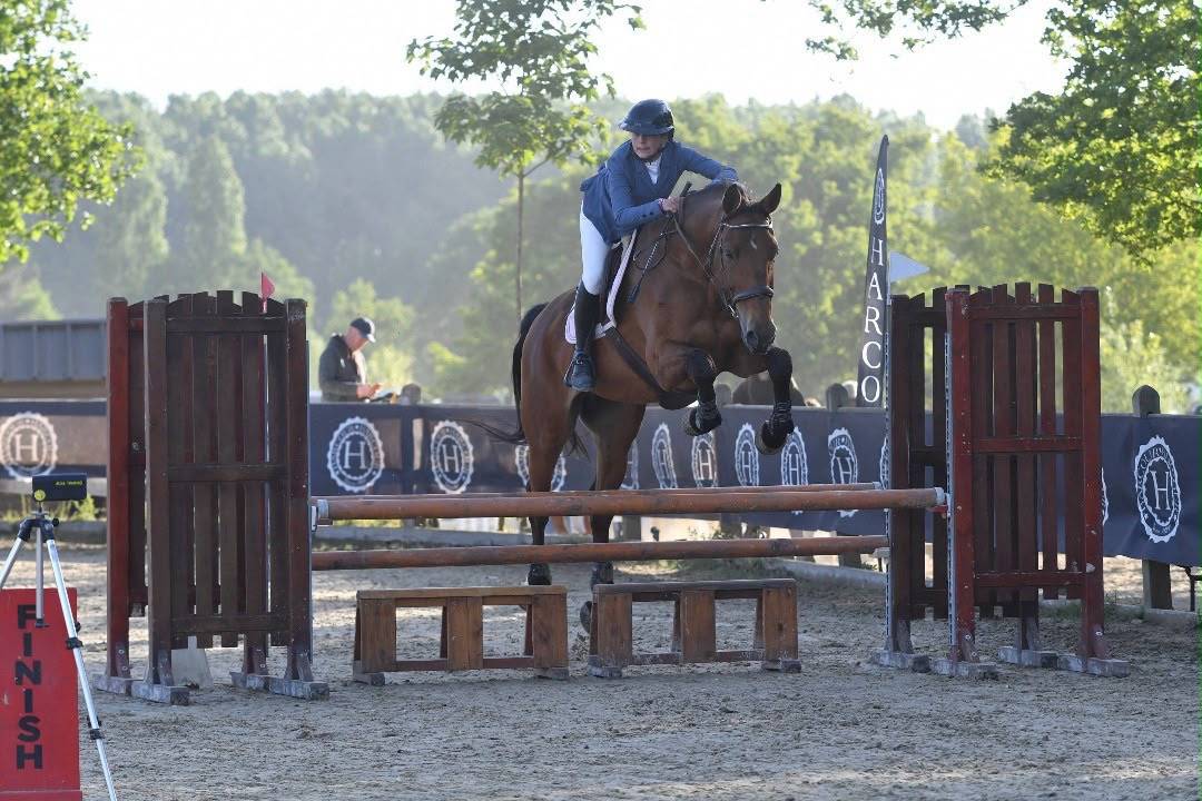 Gelding Selle Fran&ccedil;ais For sale 2011 Bay
