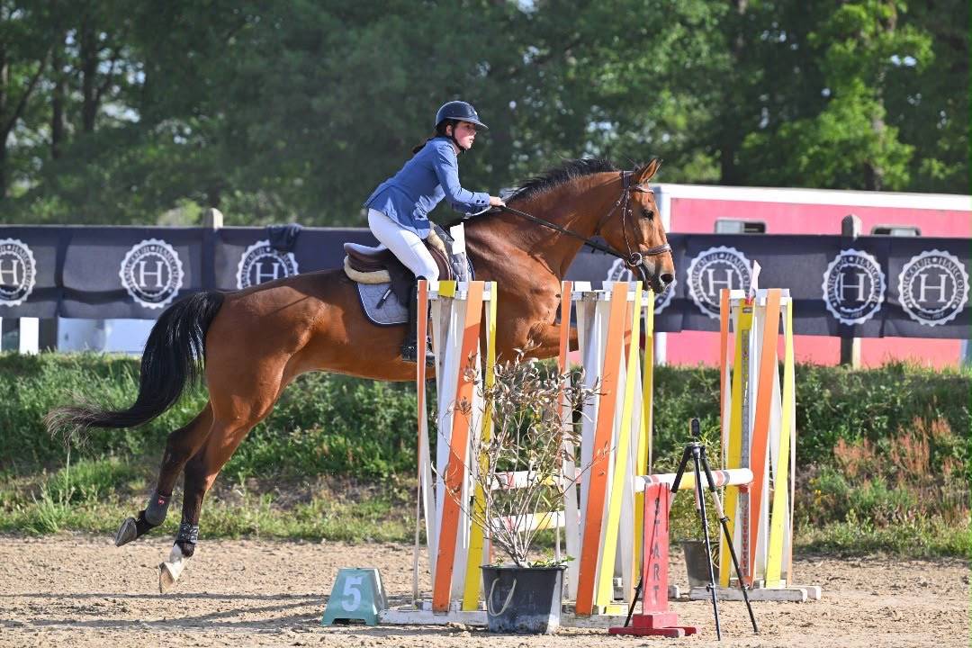 Gelding Selle Fran&ccedil;ais For sale 2011 Bay