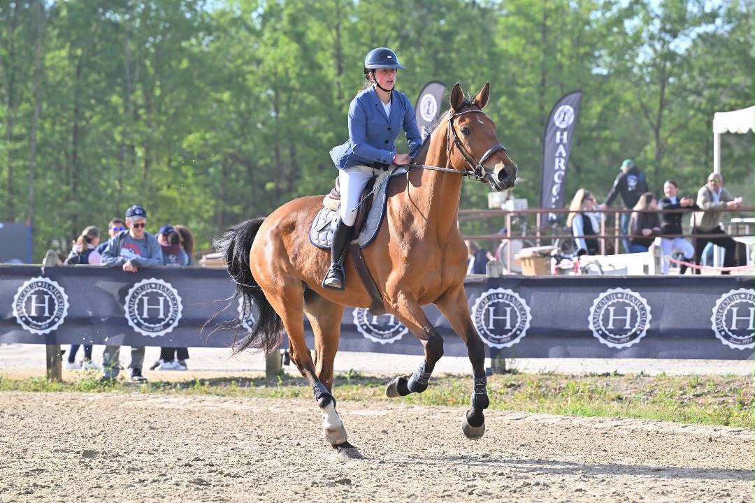 Gelding Selle Fran&ccedil;ais For sale 2011 Bay
