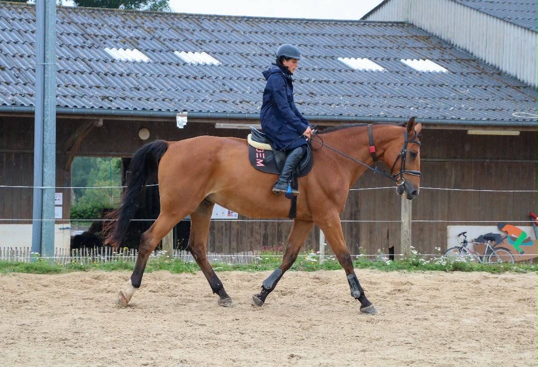Gelding Selle Fran&ccedil;ais For sale 2011 Bay