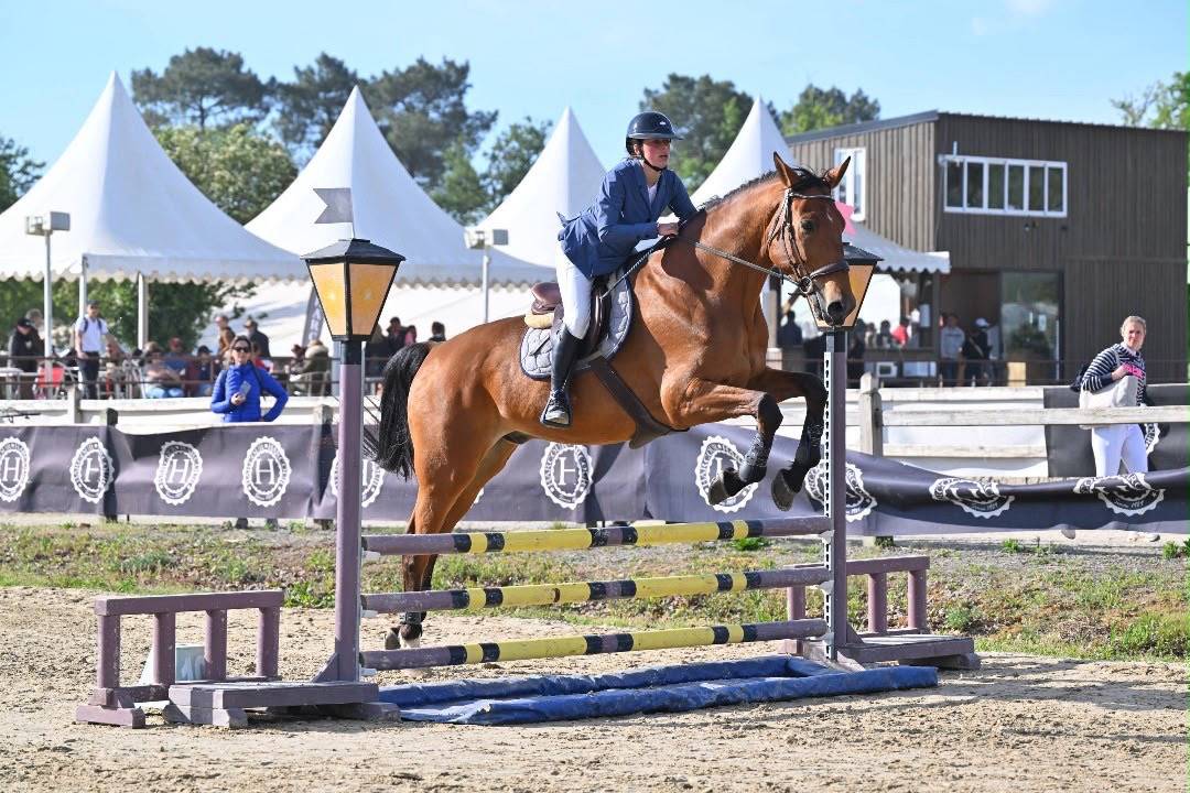 Gelding Selle Fran&ccedil;ais For sale 2011 Bay