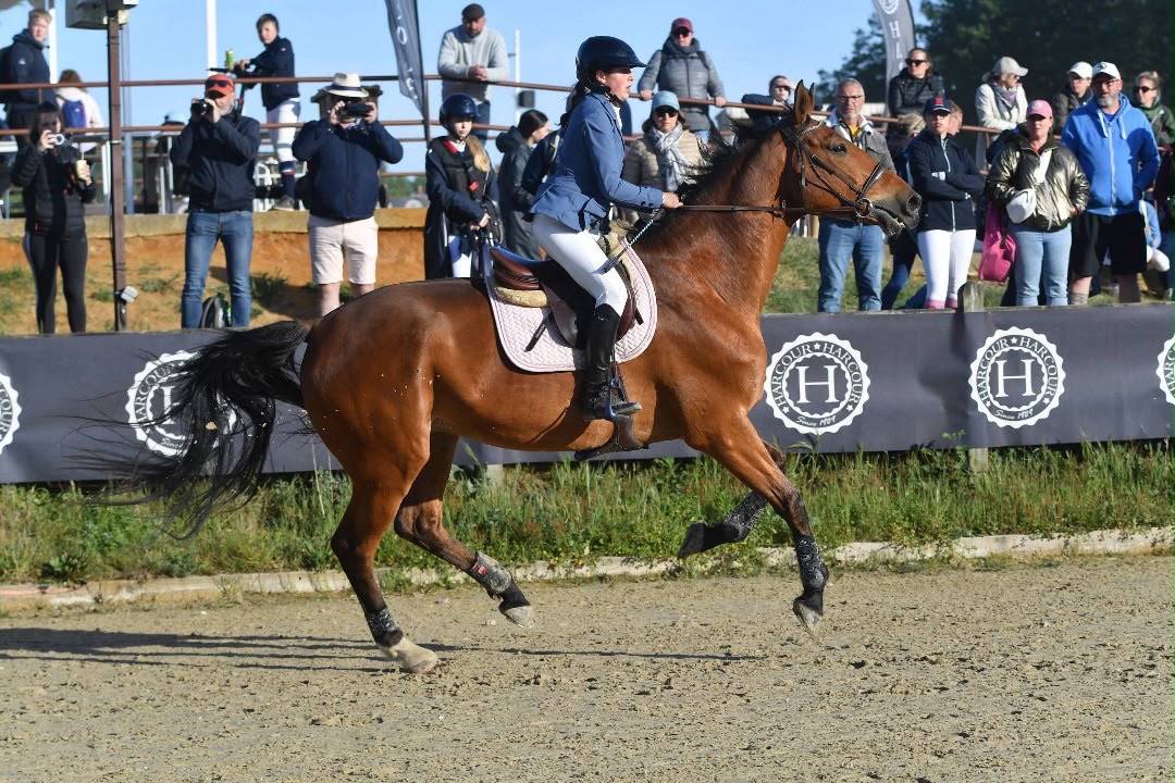 Gelding Selle Fran&ccedil;ais For sale 2011 Bay