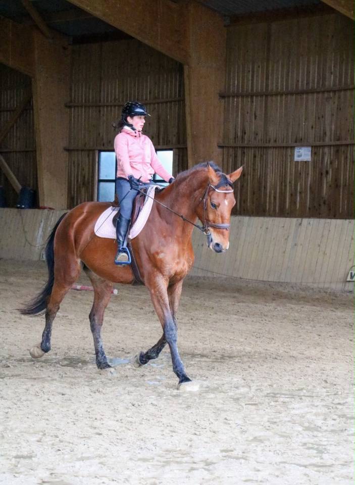 Gelding Selle Fran&ccedil;ais For sale 2011 Bay