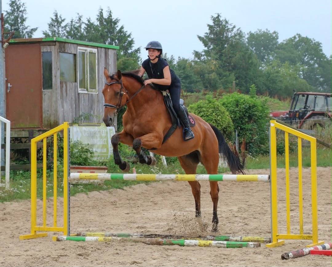 Gelding Selle Fran&ccedil;ais For sale 2011 Bay