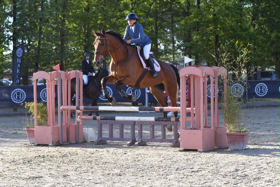 Gelding Selle Fran&ccedil;ais For sale 2011 Bay