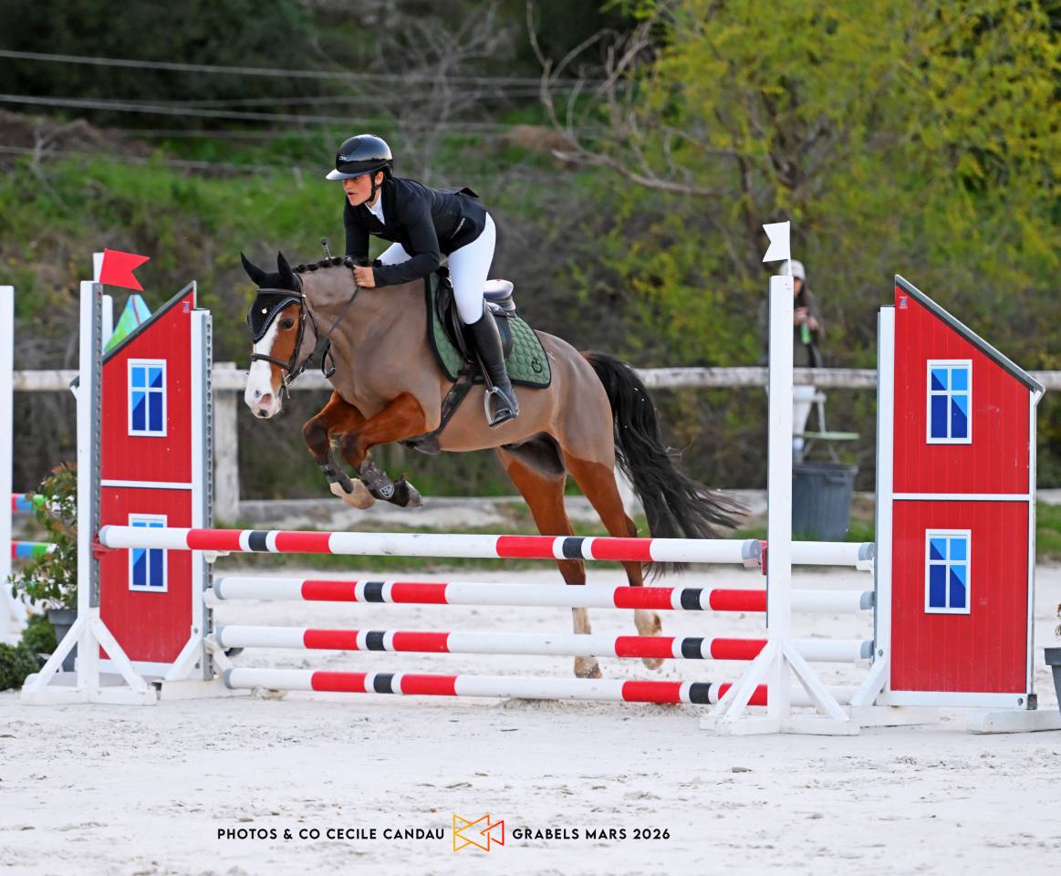 Gelding French Saddle Pony For sale 2022 Bay