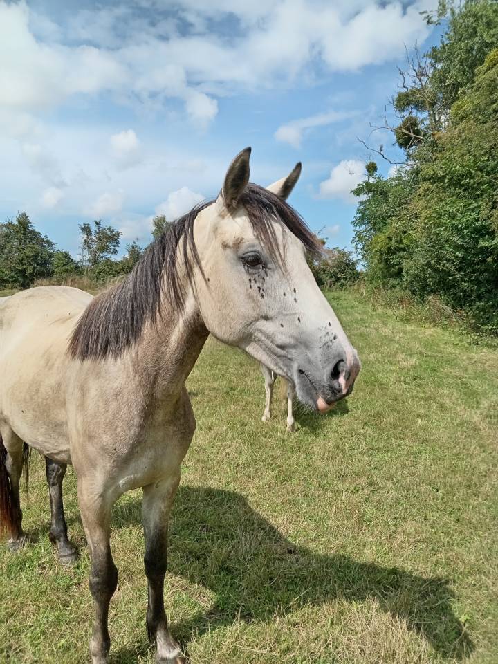 Mare Origin Recorded For sale 2023 Buckskin