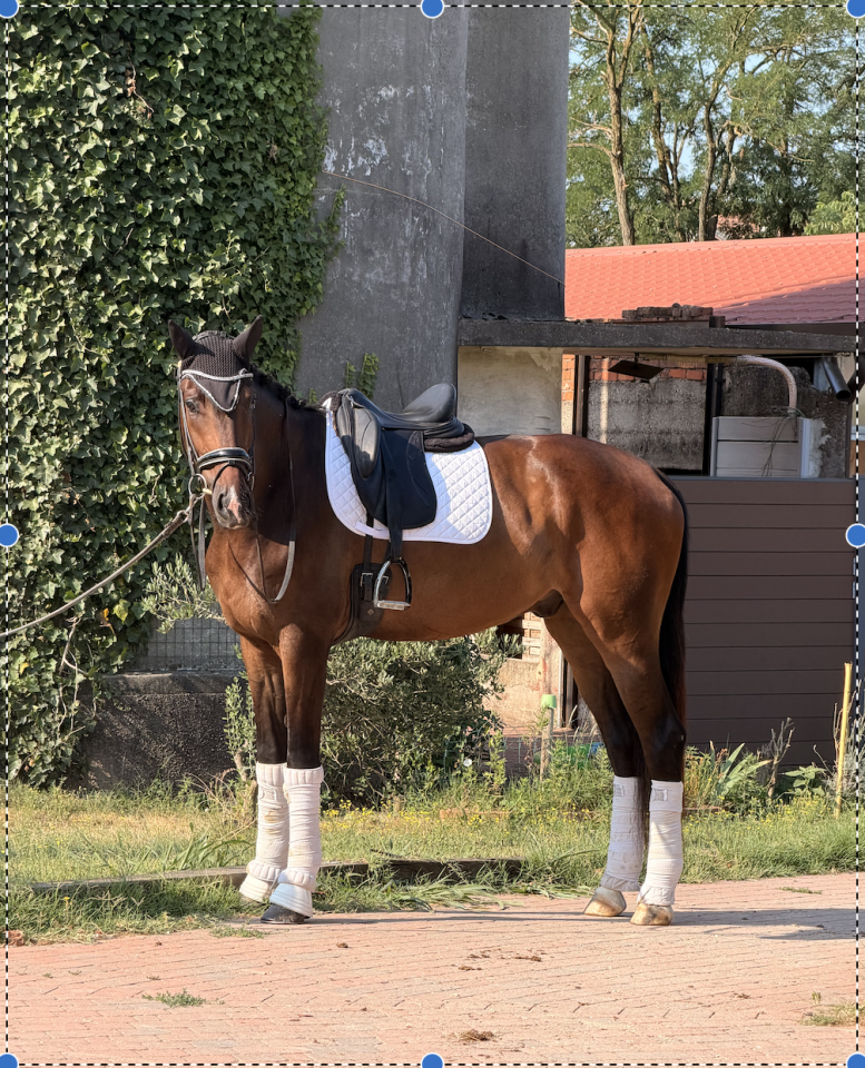 Gelding KWPN Dutch Warmblood For sale 2022 White