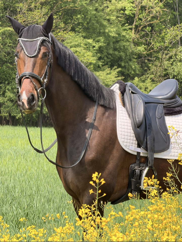 Gelding KWPN Dutch Warmblood For sale 2022 White