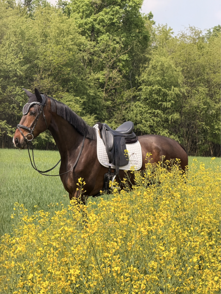 Gelding KWPN Dutch Warmblood For sale 2022 White