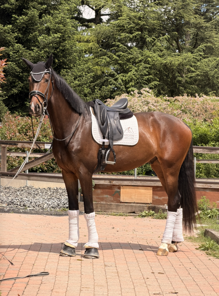 Gelding KWPN Dutch Warmblood For sale 2022 White