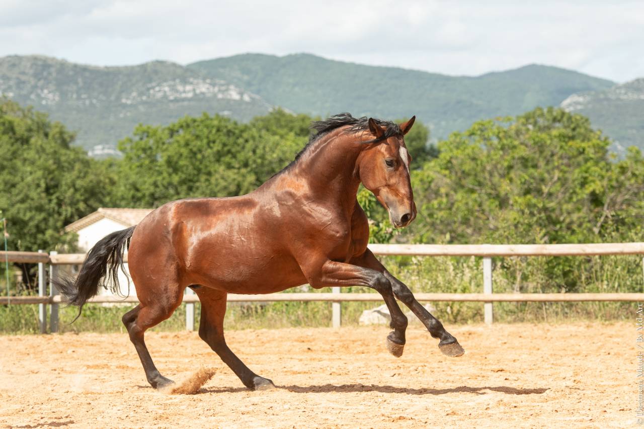 Gelding Lusitano For sale 2020 Bay