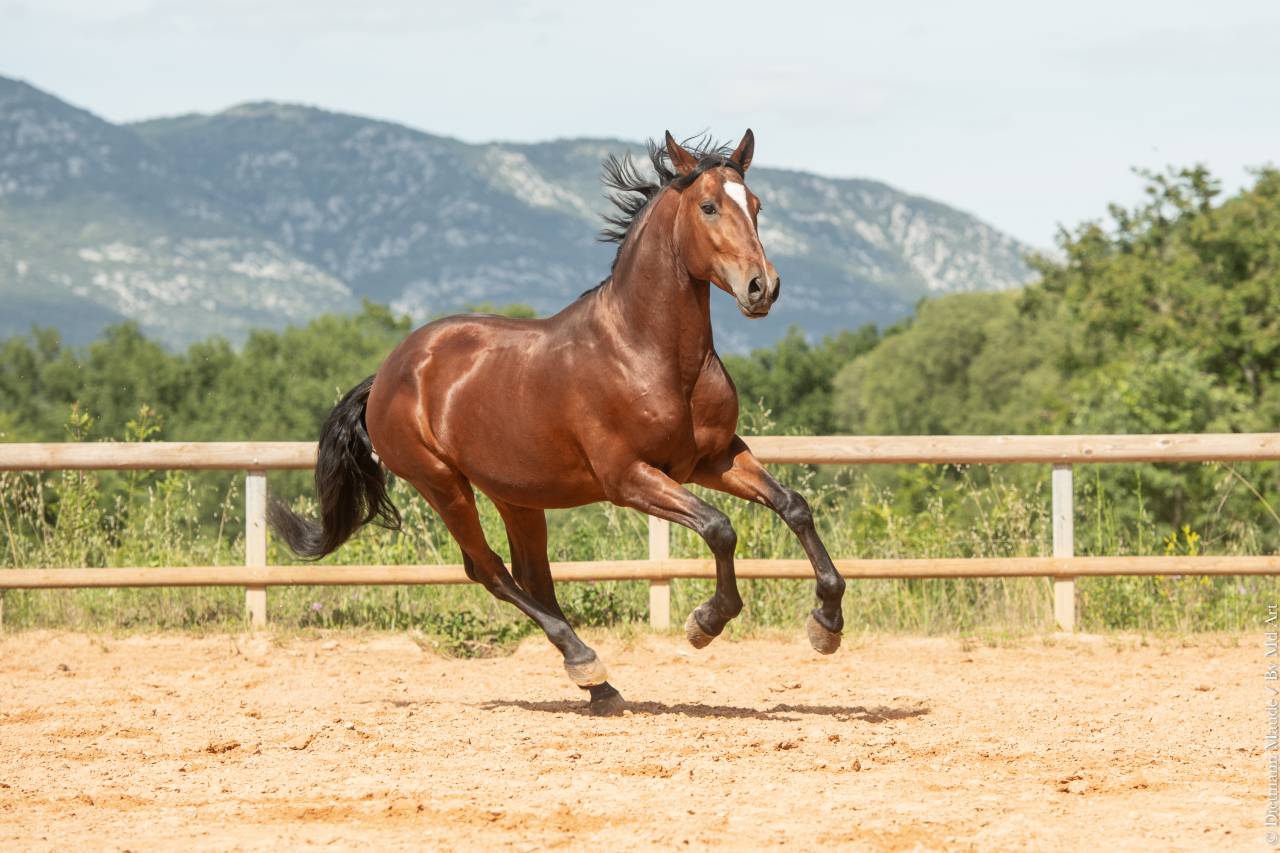 Gelding Lusitano For sale 2020 Bay