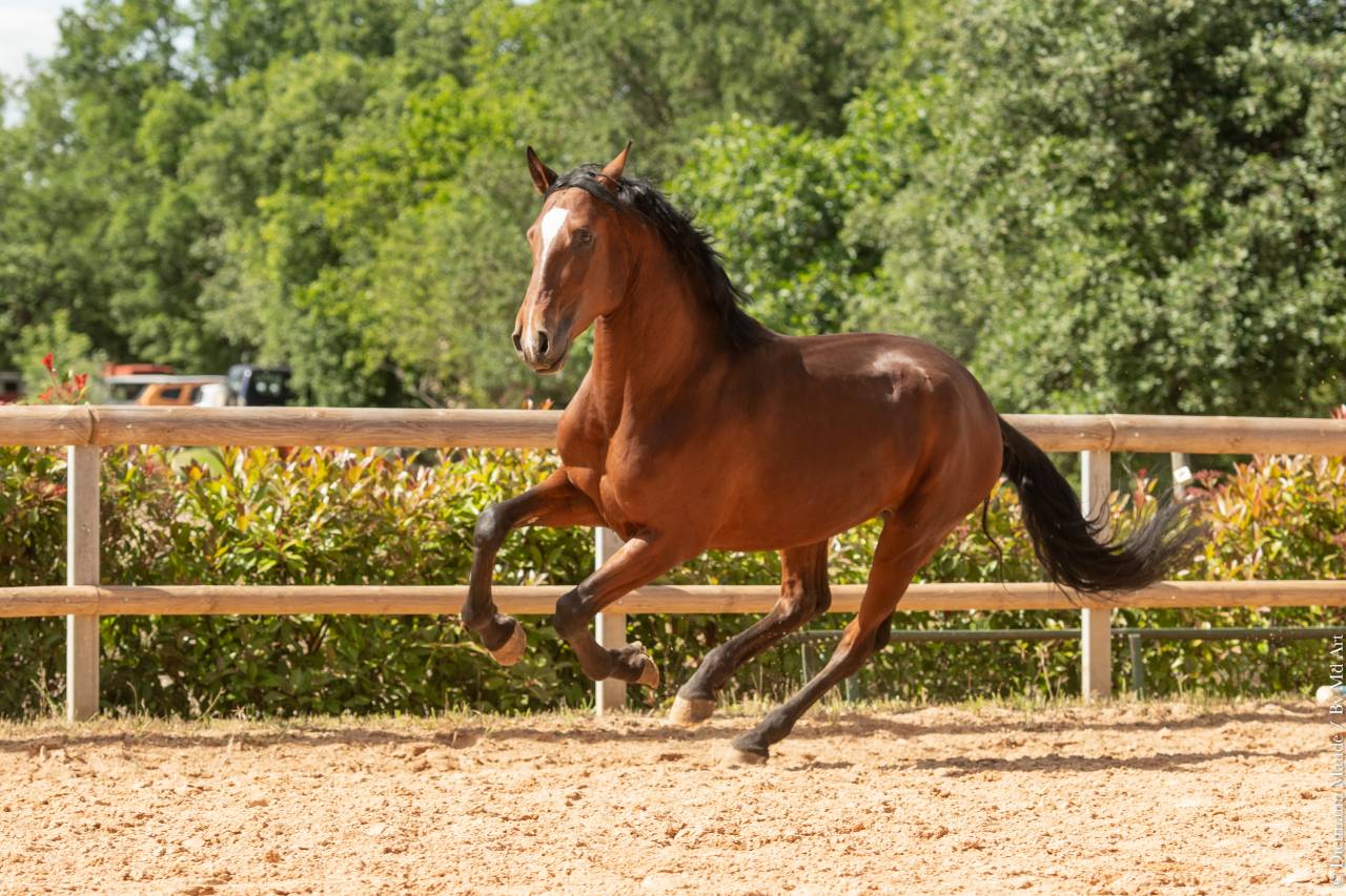 Gelding Lusitano For sale 2020 Bay