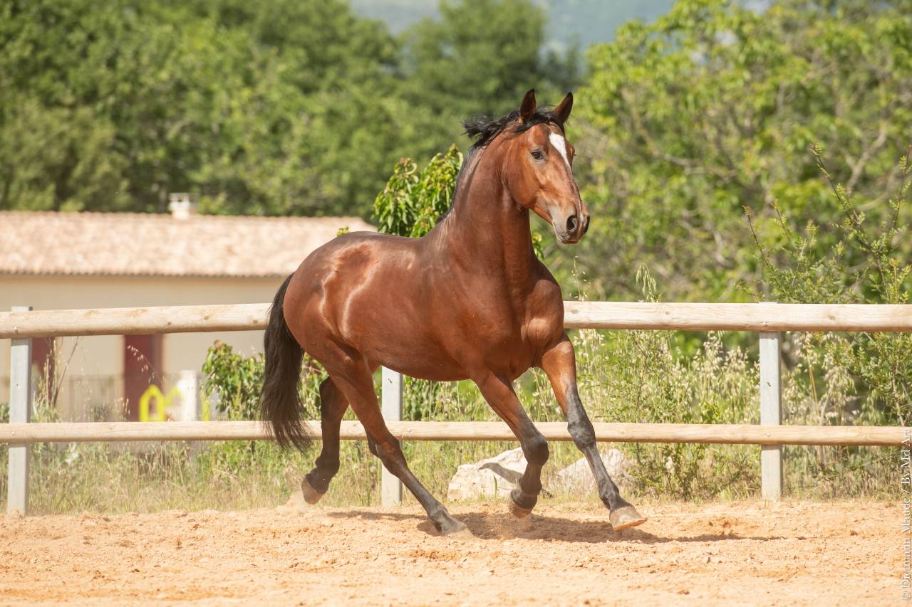 Gelding Lusitano For sale 2020 Bay