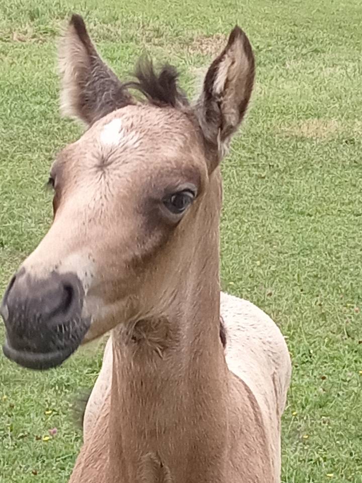 Colt French Saddle Pony For sale 2026 Buckskin