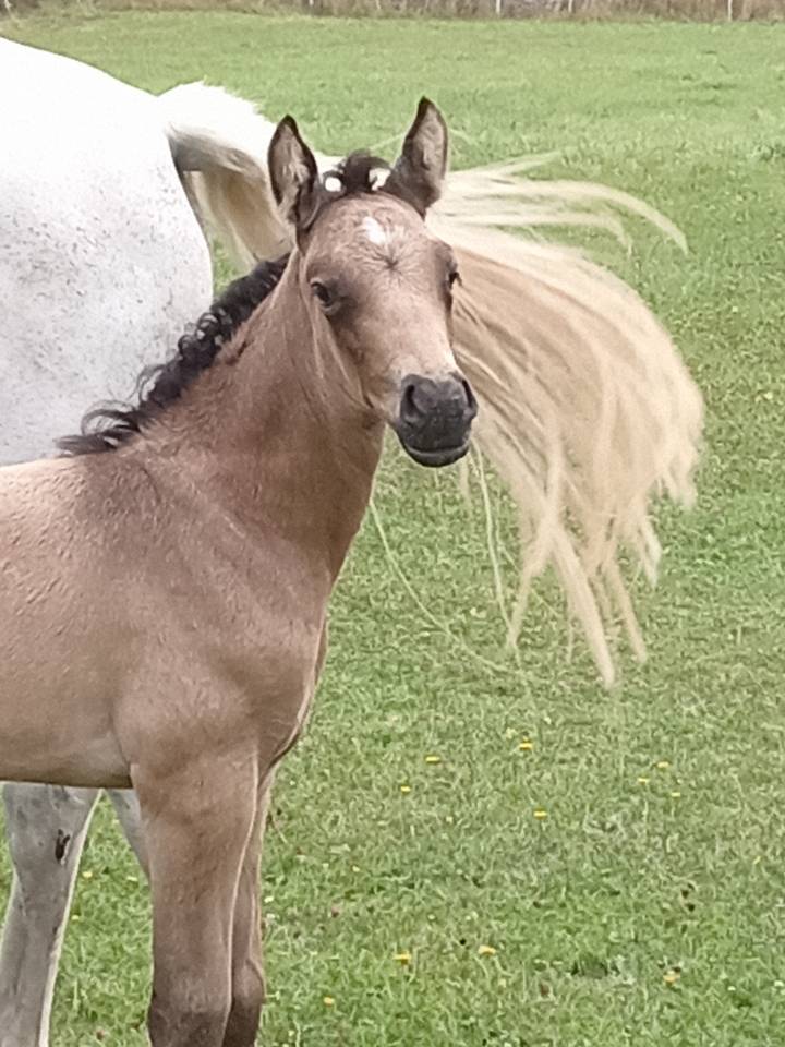 Colt French Saddle Pony For sale 2026 Buckskin