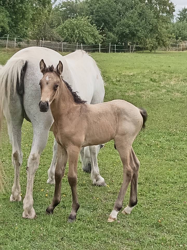 Colt French Saddle Pony For sale 2026 Buckskin