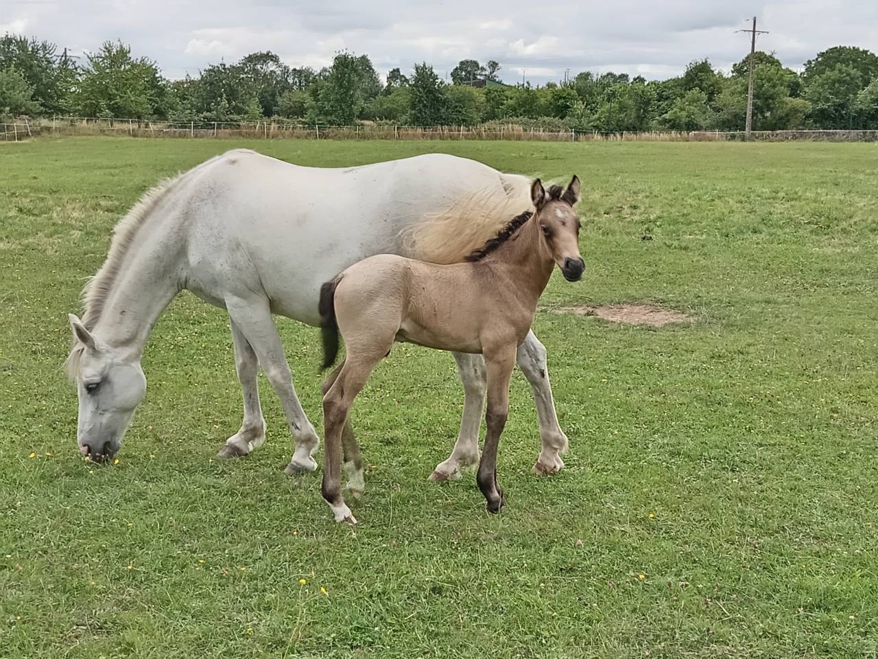 Colt French Saddle Pony For sale 2026 Buckskin