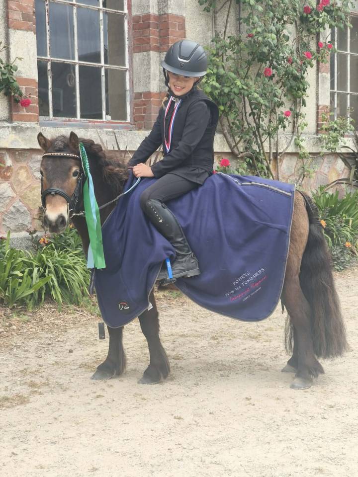 Mare Shetland Pony For sale 2020 Bay