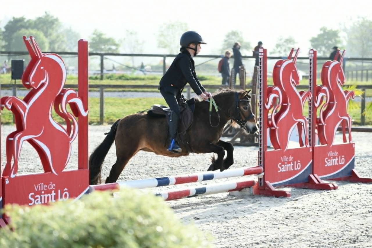 Mare Shetland Pony For sale 2020 Bay