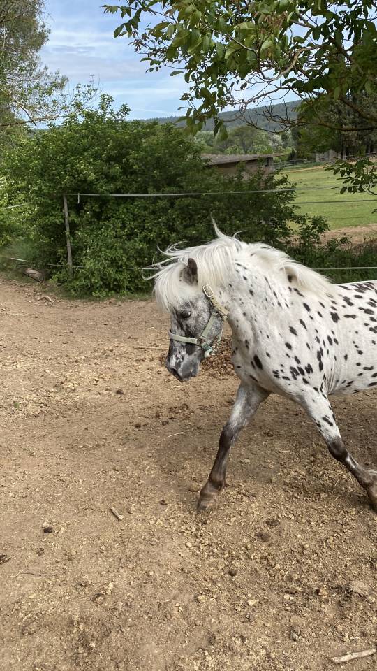 Entire No Origin Recorded For sale 2013 Appaloosa