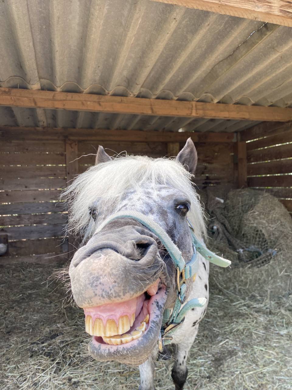 Entire No Origin Recorded For sale 2013 Appaloosa