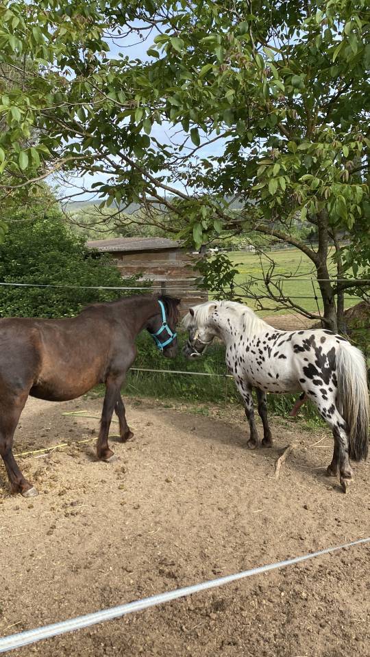 Entire No Origin Recorded For sale 2013 Appaloosa
