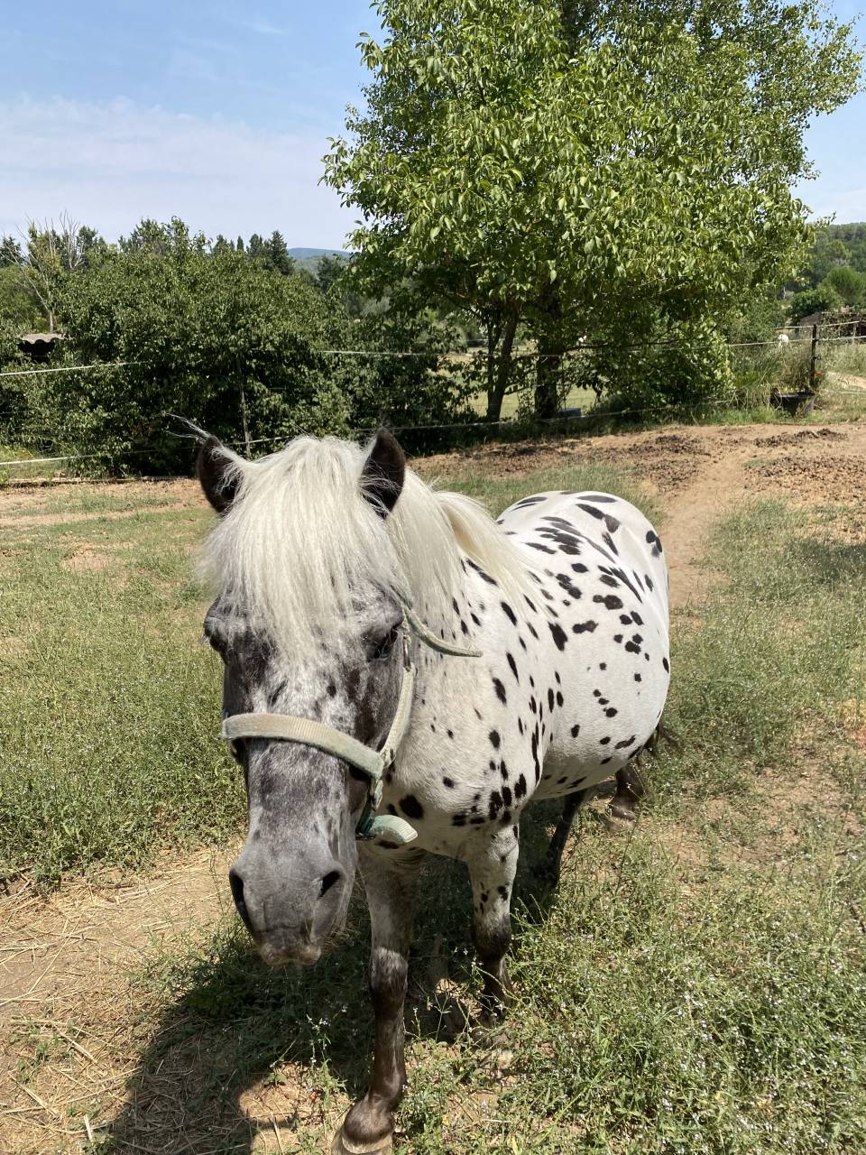 Entire No Origin Recorded For sale 2013 Appaloosa