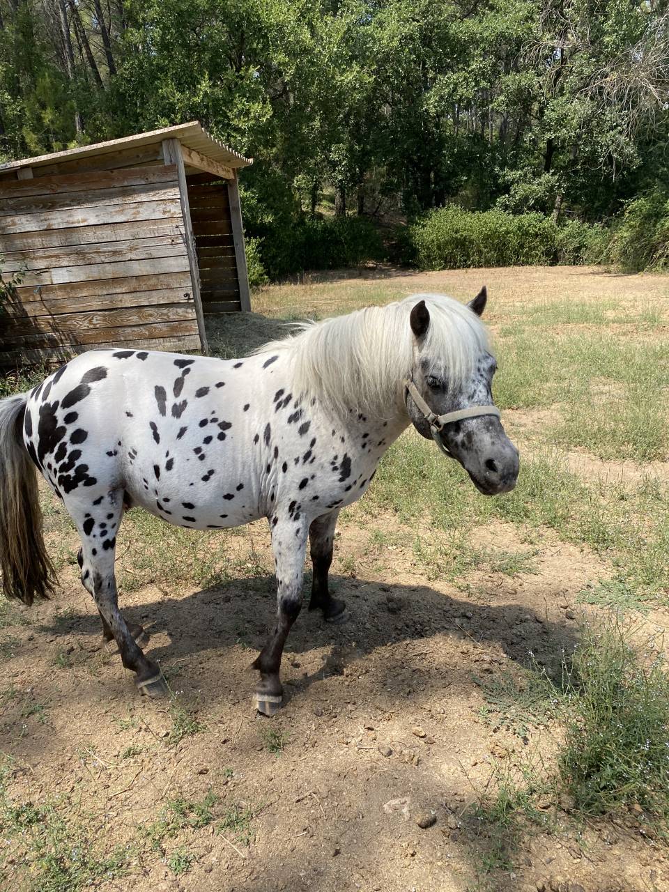 Entire No Origin Recorded For sale 2013 Appaloosa