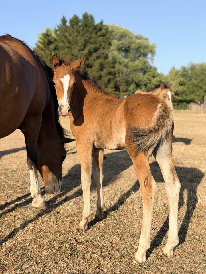 Colt Franche-Montagne For sale 2026 Bay