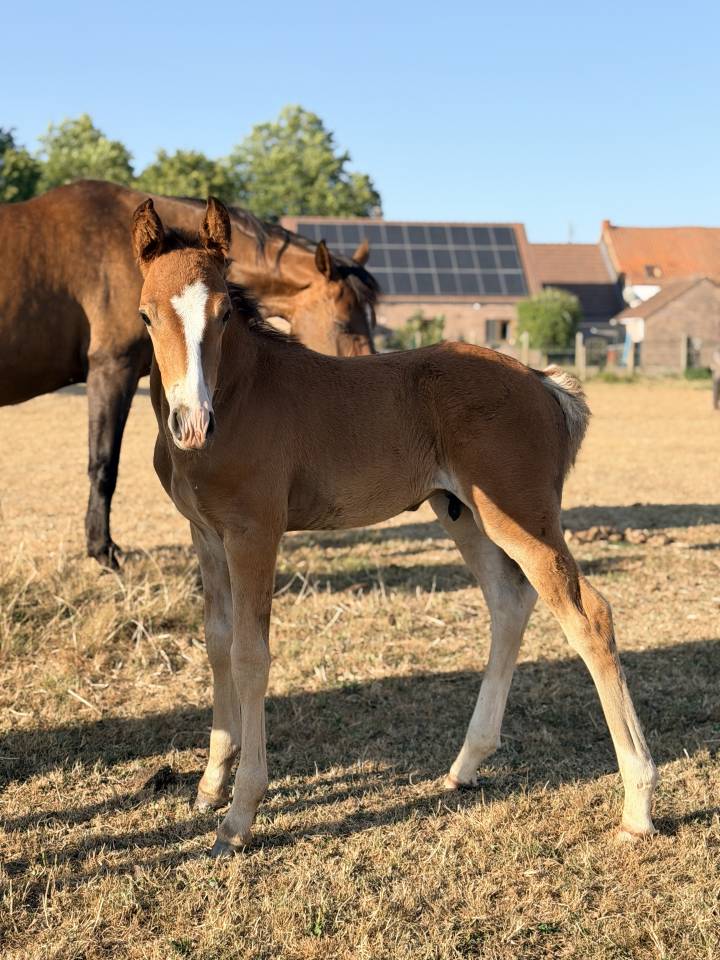 Colt Franche-Montagne For sale 2026 Bay