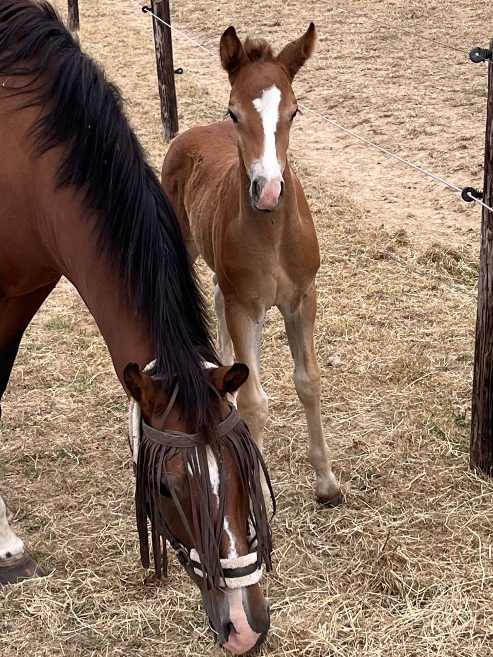 Colt Franche-Montagne For sale 2026 Bay