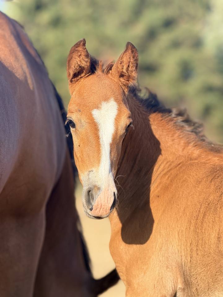 Colt Franche-Montagne For sale 2026 Bay